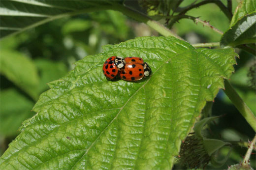 Coccinelle